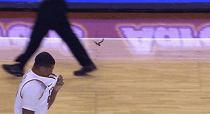 Μια νυχτερίδα διέκοψε αγώνα μπάσκετ