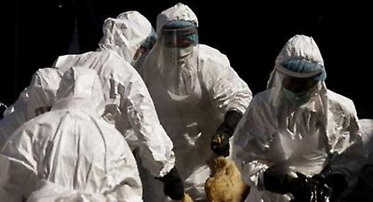 Μεταλλαγμένος ιός της γρίπης των πτηνών είναι «ιδιαίτερα ανθεκτικός»