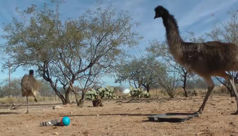 Αυτά τα δίμετρα πτηνά δεν τα λες και ατρόμητα…