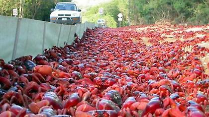 Θάλασσα… κόκκινων καβουριών στα νησιά των Χριστουγέννων