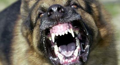 Έλαβε 8.000 ευρώ από δάγκωμα σκύλου