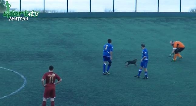 Απέκρουσε… κουτάβι με πλονζόν! (video)