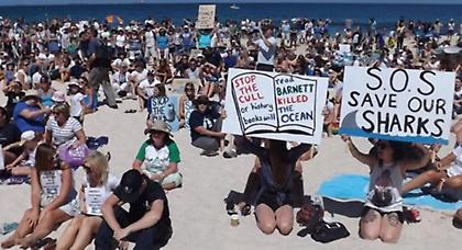 Διαδήλωσαν κατά της θανάτωσης των καρχαριών!