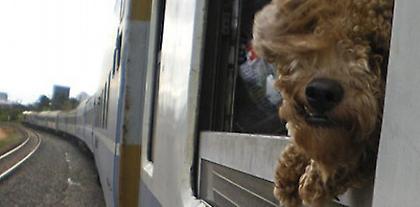 Μισό εισιτήριο για… μεγαλόσωμα ζώα και… διαβατήριο