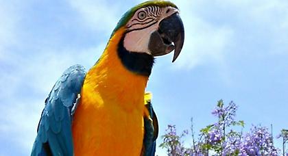 Παπαγάλος υποψήφιος δήμαρχος