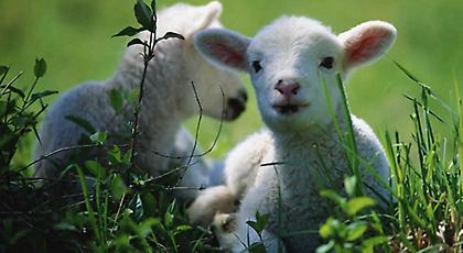 Έφαγε τα… κλοπιμαία