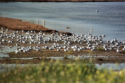 Παγκόσμια Ήμερα Υγροτόπων - τι γίνεται στην Ελλάδα