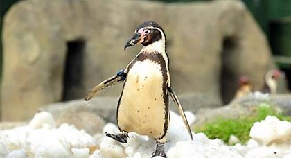 Δίνουν αντικαταθλιπτικά σε στρεσαρισμένους... πιγκουίνους