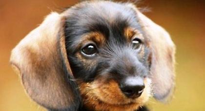 Έξυπνη εφαρμογή για να μην χαθεί το κατοικίδιό σας