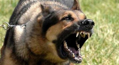 Σκυλιά κατασπάραξαν ηλικιωμένη