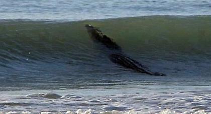 Παραλία της Αυστραλίας έκλεισε λόγω... κροκόδειλου!