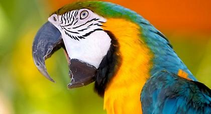 Ο παπαγάλος που διαλεύκανε τη δολοφονία της ιδιοκτήτριάς του