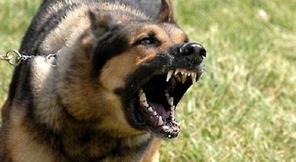 Κρούσμα λύσσας στην Ελασσόνα