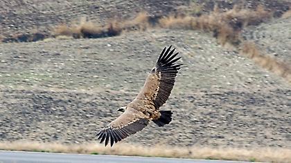 Οι γύπες της Ευρώπης απειλούνται με αφανισμό