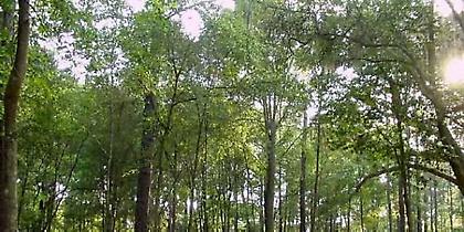 Προστατεύουμε τα δάση μας, πηγή ζωής