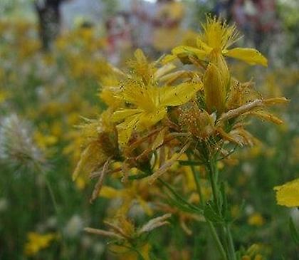 Το μονοπάτι της Ανθοθεραπείας, μια μύηση στη φύση στη Re-Green