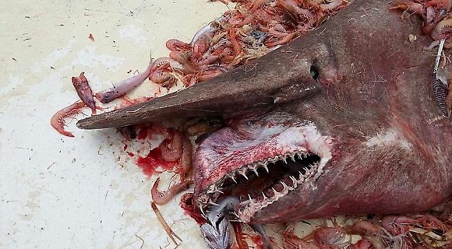 Στα δίχτυα ψαράδων «προϊστορικός» καρχαρίας