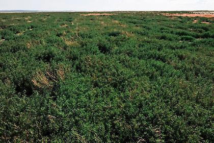 Ερημος που έγινε λιβάδι, λόγω Hyundai