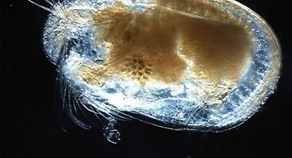 Ανακαλύφθηκε σπερματοζωάριο-γίγας 16 εκατ. ετών!