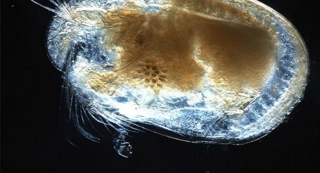 Ανακαλύφθηκε σπερματοζωάριο-γίγας 16 εκατ. ετών!