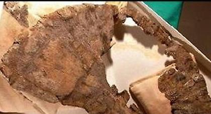 Εντοπίστηκαν υπολείμματα του μεγαλύτερου δεινοσαύρου που έχει ανακαλυφθεί