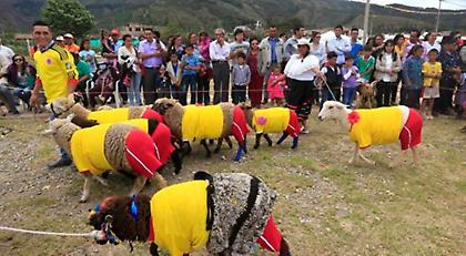 Μουντιαλικό ντέρμπι προβάτων (video)