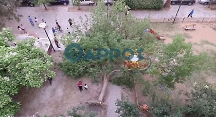 Δέντρο έπεσε και καταπλάκωσε 15χρονη!