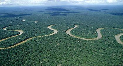 Πανικός για δέντρα που… δεν κόπηκαν