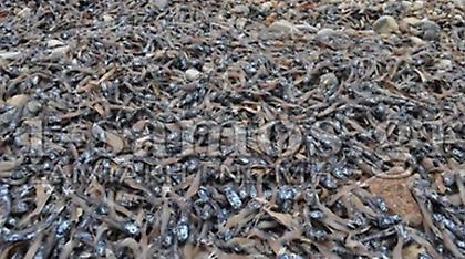 Τεράστια οικολογική καταστροφή στο Καρλόβασι της Σάμου