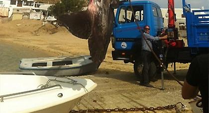 Ψάρι-γίγας πιάστηκε στη Μύκονο (pics)