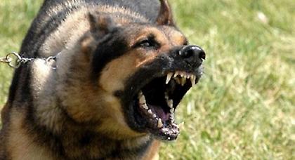 Σκύλος δάγκωσε τρεις αστυνομικούς στους Αμπελόκηπους