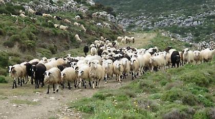Σε «καραντίνα» όλη η Ηλεία λόγω του πυρετού των προβάτων