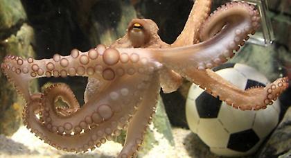 Ζώα που… βλέπουν μπάλα (video)