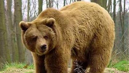 Αρκούδα εισέβαλε σε καφενείο του Ζαγορίου