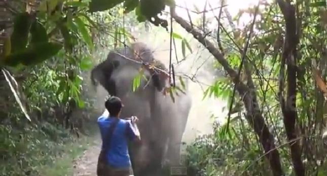 Σταμάτησε ελέφαντα με το χέρι του (video)