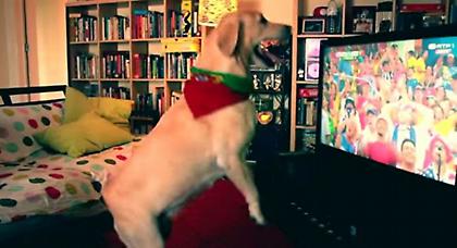 Σκυλί πανηγύρισε έξαλλα το γκολ! (video)