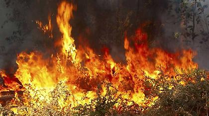 Φωτιά σε αγροτοδασική έκταση στη Μαλεσίνα Φθιώτιδας