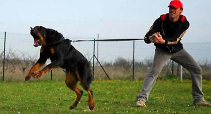 Επίθεση από σκυλιά δέχθηκε 8χρονο αγοράκι