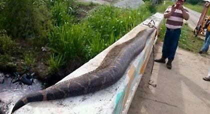 Σκότωσαν φίδι μήκους 7,5 μέτρων!