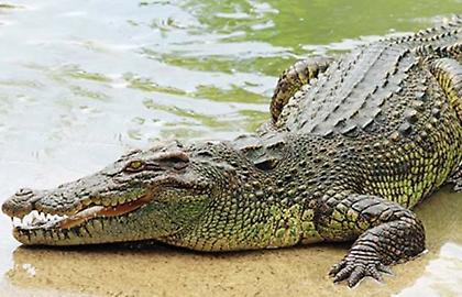 Ξεκίνησε η μεταφορά του κροκόδειλου 