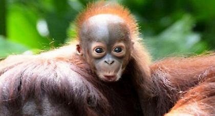 Ουρακοτάγκος έκανε χαμό για ένα… αρκουδάκι