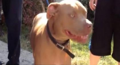 Πιτ μπουλ έσωσε 13χρονο με προβλήματα ακοής