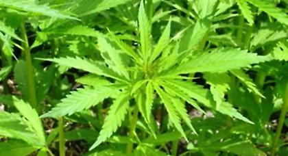 Ασθενείς θα μπορούν να καλλιεργούν κάνναβη