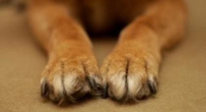 Πρόστιμο και 8μηνη φυλάκιση με αναστολή για δολοφονία σκύλου