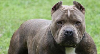 Πίτμπουλ «κατέβασε» το πρόσωπο 4χρονου