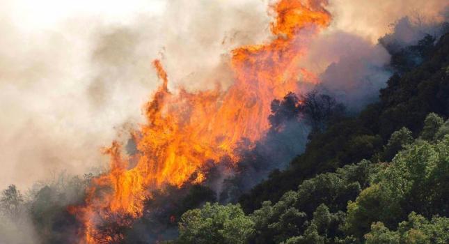 Φλέγονται τα Συχαινά στην Πάτρα