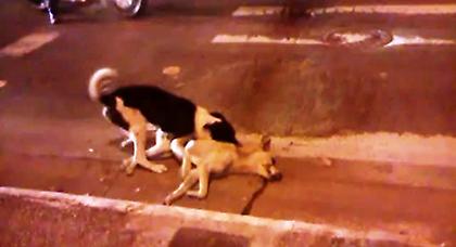 Αυτό θα πει αγάπη! (video)