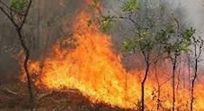 Πυρκαγιά στο Δίστομο Βοιωτίας