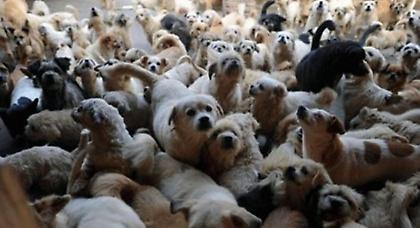 Χωρίς νερό το καταφύγιο αδέσποτων στα Τρίκαλα