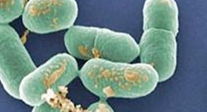 Τους 13 έφτασαν οι νεκροί από λιστερίωση στη Δανία